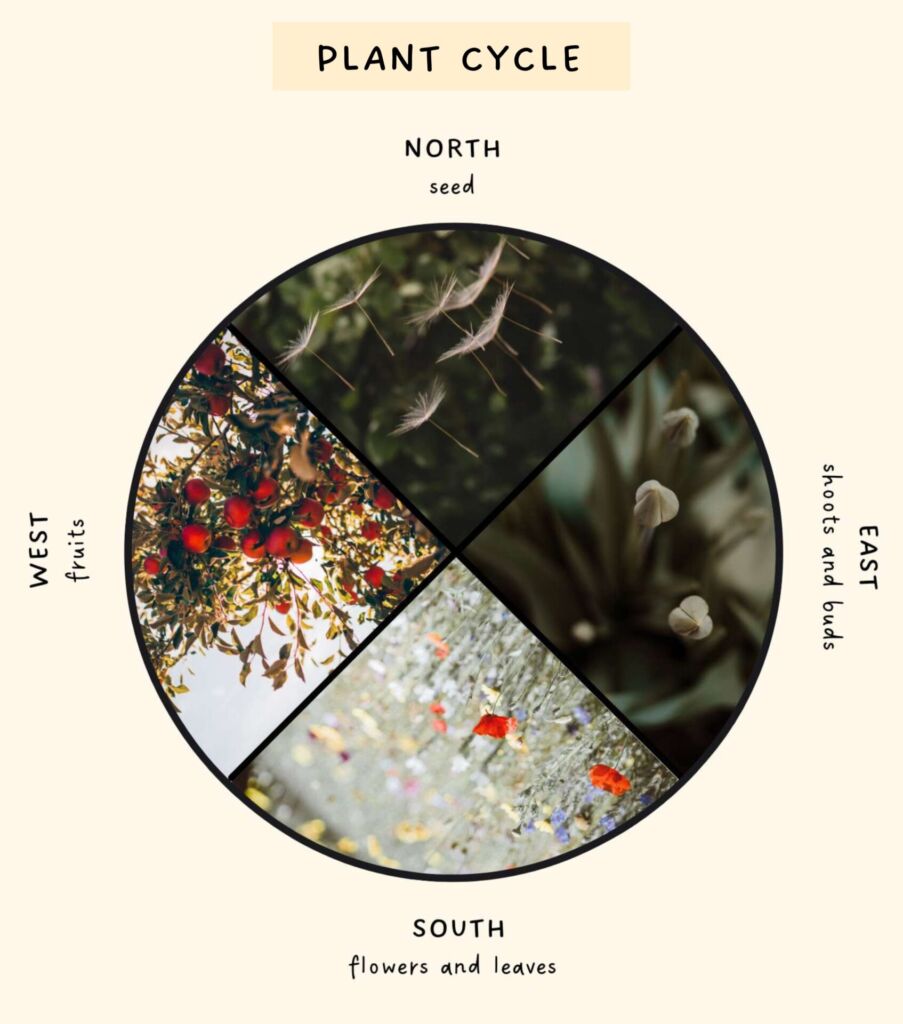 medicine wheel - plants