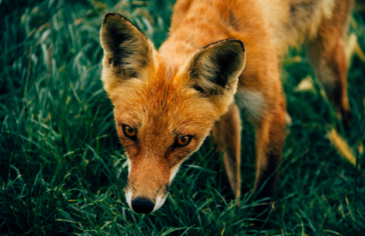 spirit animals shamanic journey