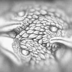 Discoounted Animal, Plant, Stone - Self-Paced