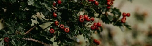 Autumn Equinox