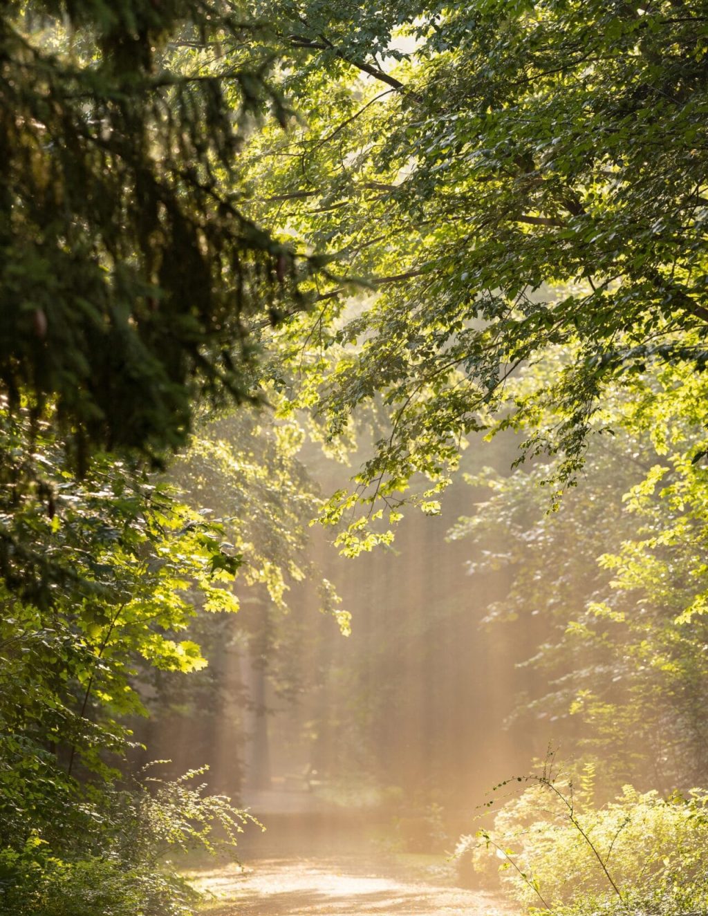 trees-6556336 trees-6556336